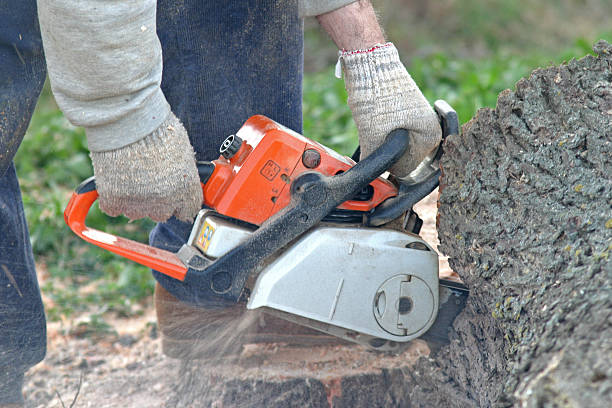 Best Lot and Land Clearing  in Rolla, MO