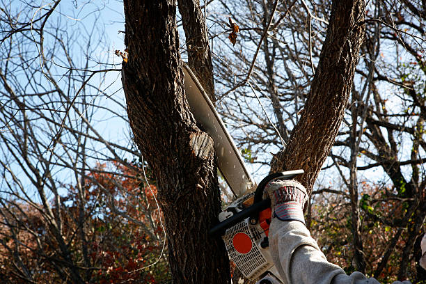 Best Root Management and Removal  in Rolla, MO