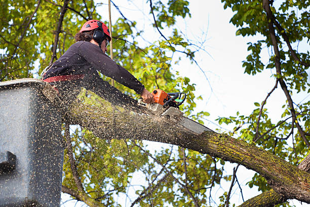 Best Tree Removal Service  in Rolla, MO