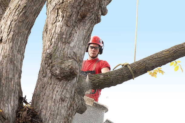 Leaf Removal in Rolla, MO